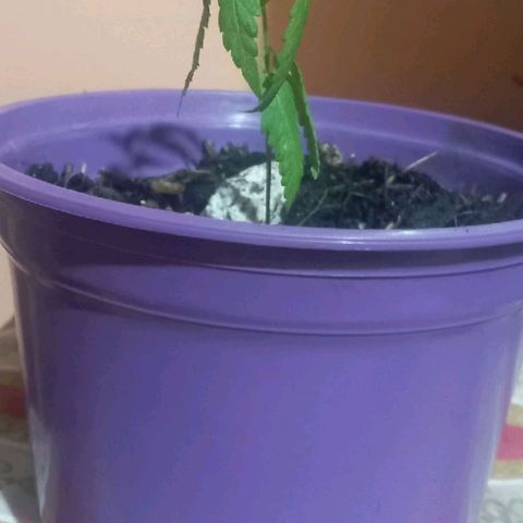 008 Karen growlog photo: Sin novedad