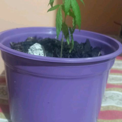 008 Karen growlog photo: Sin novedad
