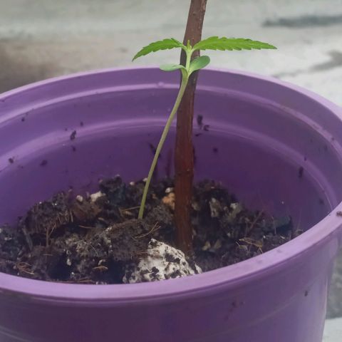 008 Karen growlog photo: Sin novedad