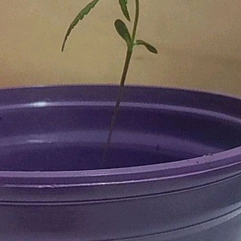 008 Karen growlog photo: Sin novedad