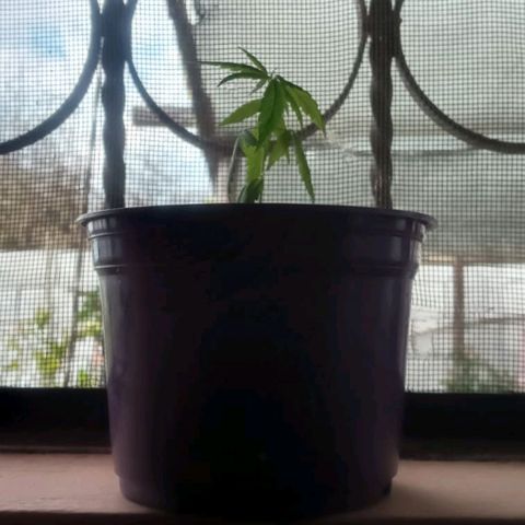 008 Karen growlog photo: Sin novedad