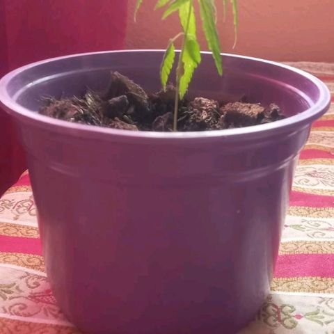 008 Karen growlog photo: Aparece el cuarto par de hojas 