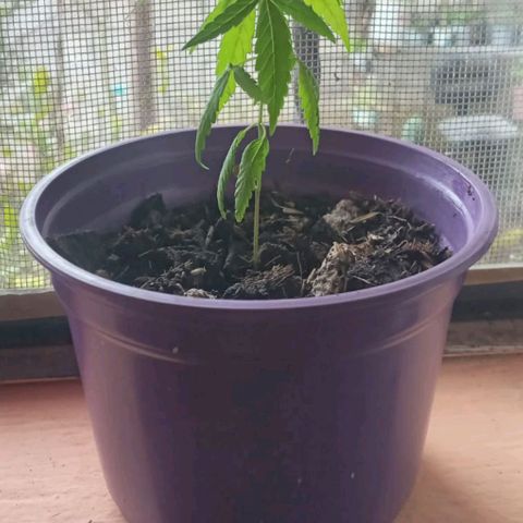 008 Karen growlog photo: Planta mide 10cm ; Hoja  3cm
