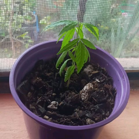 008 Karen growlog photo: Sin novedad