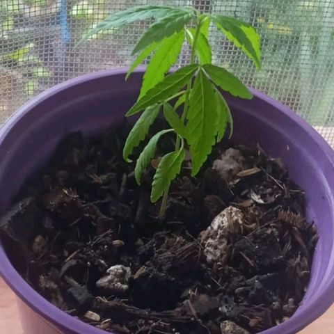 008 Karen growlog photo: sin novedad