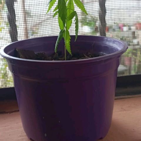 008 Karen growlog photo: sin novedad