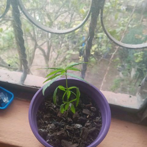 008 Karen growlog photo: sin novedad