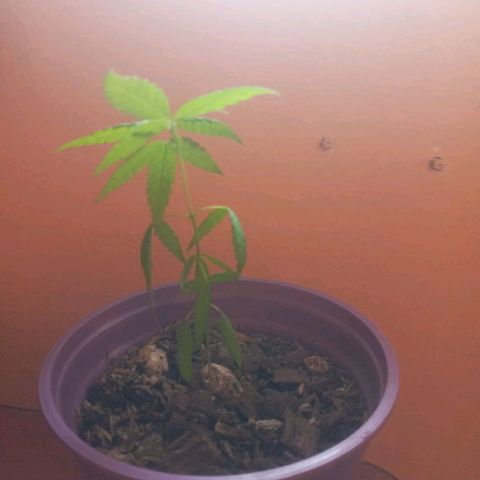 008 Karen growlog photo: Planta mide 11cm ; Hoja 3,3 cm