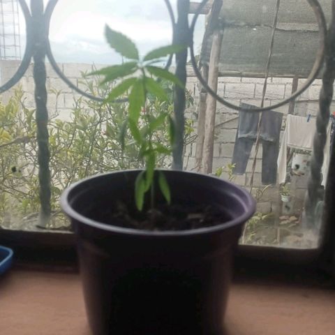 008 Karen growlog photo: sin novedad