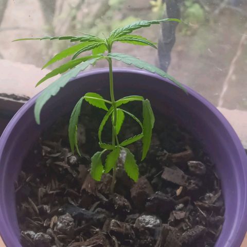 008 Karen growlog photo: Sin novedad