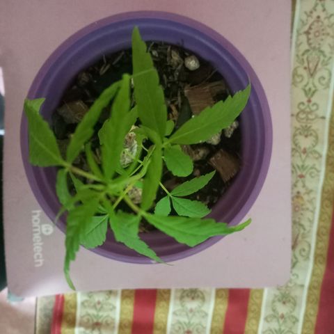 008 Karen growlog photo: Sin novedad