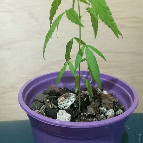 008 Karen growlog photo: Planta mide 11,2cm ; Hoja 3,4cm