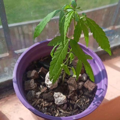 008 Karen growlog photo: Aparece el quinto par de hojas 