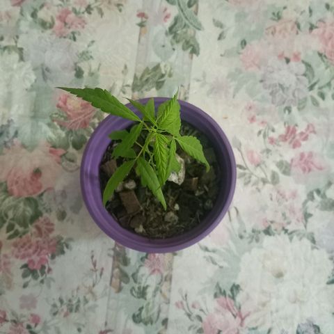 008 Karen growlog photo: Sin novedad
