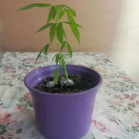 008 Karen growlog photo: Sin novedad