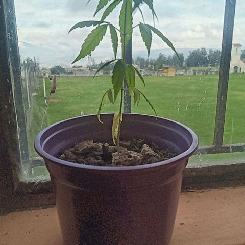 008 Karen growlog photo: Planta mide 11,5cm ; Hoja 3,6cm