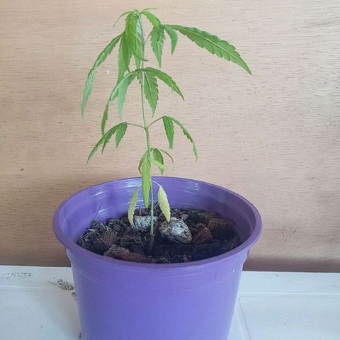 008 Karen growlog photo: Sin novedad