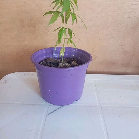 008 Karen growlog photo: Sin novedad