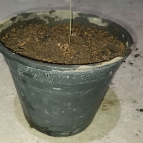 Sativa  growlog photo: A primeira imagem apresenta o desenvolvimento da planta desde o 5º de sua terminação. A segunda imagem é uma comparação do tamanbo do caule em relação aos meus dedos. As quartas e quintas imagens é pra demonstrar o tipode transplante realizado. Sendo o substrato desenformado como bolo e transplantado para o vaso maior.A diferença de substrato pode se tornar um problema, uma vez que ela teve uma boa adaptação e o substrato conseguia se manter úmido mas sem reter líquidos. O novo substrato adicionado tem aspecto mais arenoso.