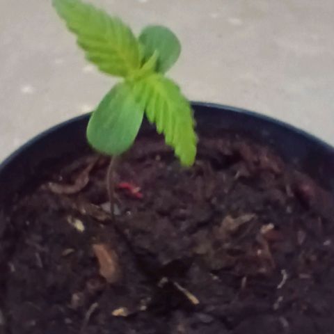 Sativa  growlog photo: A primeira imagem apresenta o desenvolvimento da planta desde o 5º de sua terminação. A segunda imagem é uma comparação do tamanbo do caule em relação aos meus dedos. As quartas e quintas imagens é pra demonstrar o tipode transplante realizado. Sendo o substrato desenformado como bolo e transplantado para o vaso maior.A diferença de substrato pode se tornar um problema, uma vez que ela teve uma boa adaptação e o substrato conseguia se manter úmido mas sem reter líquidos. O novo substrato adicionado tem aspecto mais arenoso.