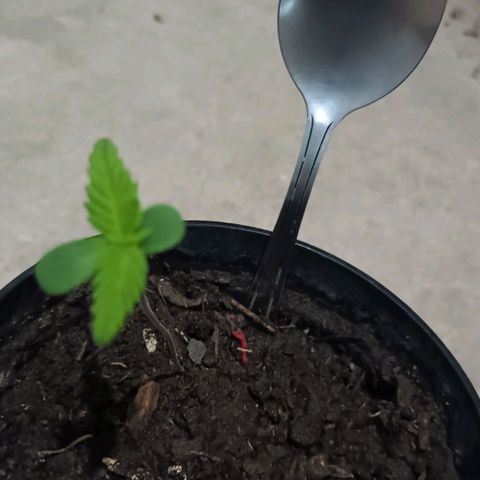 Sativa  growlog photo: A primeira imagem apresenta o desenvolvimento da planta desde o 5º de sua terminação. A segunda imagem é uma comparação do tamanbo do caule em relação aos meus dedos. As quartas e quintas imagens é pra demonstrar o tipode transplante realizado. Sendo o substrato desenformado como bolo e transplantado para o vaso maior.A diferença de substrato pode se tornar um problema, uma vez que ela teve uma boa adaptação e o substrato conseguia se manter úmido mas sem reter líquidos. O novo substrato adicionado tem aspecto mais arenoso.