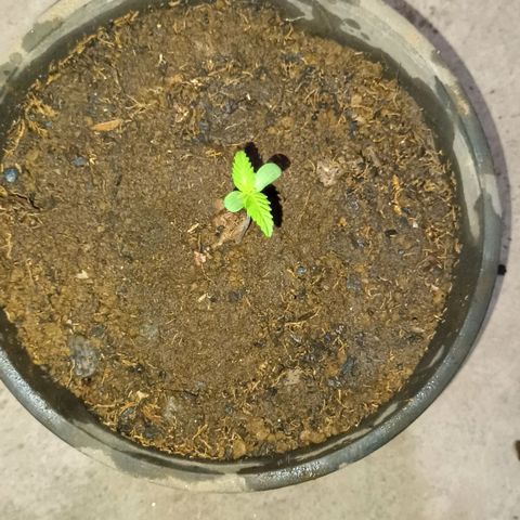 Sativa  growlog photo: A primeira imagem apresenta o desenvolvimento da planta desde o 5º de sua terminação. A segunda imagem é uma comparação do tamanbo do caule em relação aos meus dedos. As quartas e quintas imagens é pra demonstrar o tipode transplante realizado. Sendo o substrato desenformado como bolo e transplantado para o vaso maior.A diferença de substrato pode se tornar um problema, uma vez que ela teve uma boa adaptação e o substrato conseguia se manter úmido mas sem reter líquidos. O novo substrato adicionado tem aspecto mais arenoso.