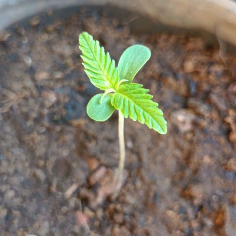 Sativa  growlog timeline photo