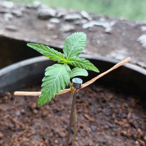 Sativa  growlog photo: Desenvolvimento considerável das folhas verdadeiras.