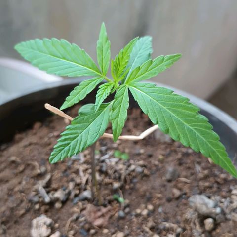 Sativa  growlog timeline photo