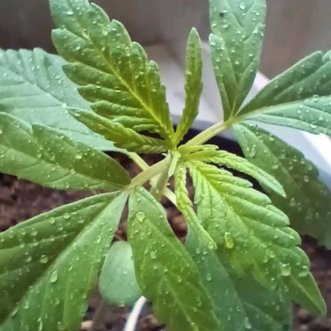 Sativa  growlog timeline photo