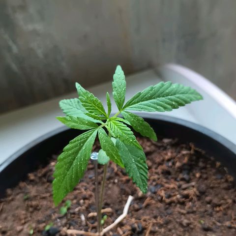 Sativa  growlog timeline photo