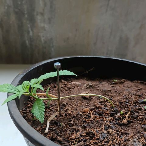 Sativa  growlog timeline photo