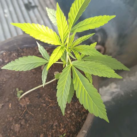 Sativa  growlog photo: Grande evolução nas folhagens e crescimento considerável das folhagens top .