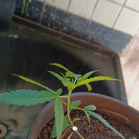 Sativa  growlog photo: Grande evolução nas folhagens e crescimento considerável das folhagens top .