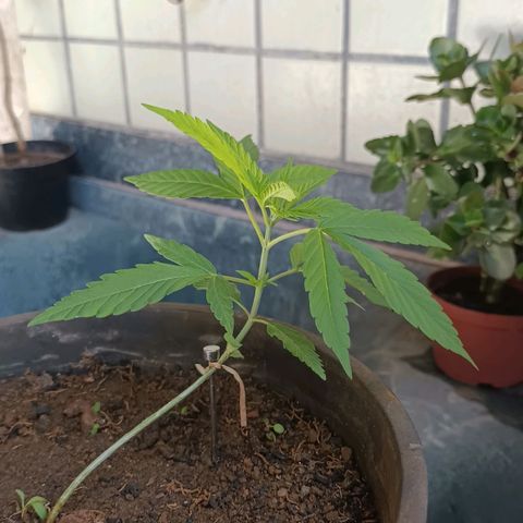 Sativa  growlog photo: Grande evolução nas folhagens e crescimento considerável das folhagens top .