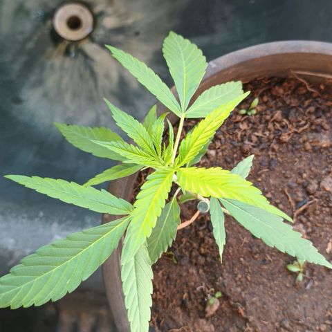 Sativa  growlog photo: Grande evolução nas folhagens e crescimento considerável das folhagens top .