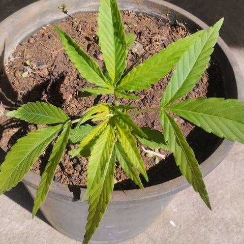 Sativa  growlog photo: Crescimento das folhagens verdadeiras aspecto verde amarelado nas folhas top, sugerindo necessidade de nutrientes. 