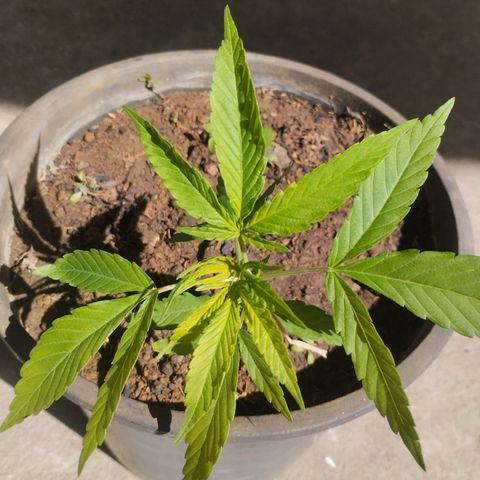 Sativa  growlog photo: Crescimento das folhagens verdadeiras aspecto verde amarelado nas folhas top, sugerindo necessidade de nutrientes. 