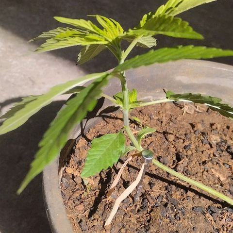 Sativa  growlog photo: Crescimento das folhagens verdadeiras aspecto verde amarelado nas folhas top, sugerindo necessidade de nutrientes. 