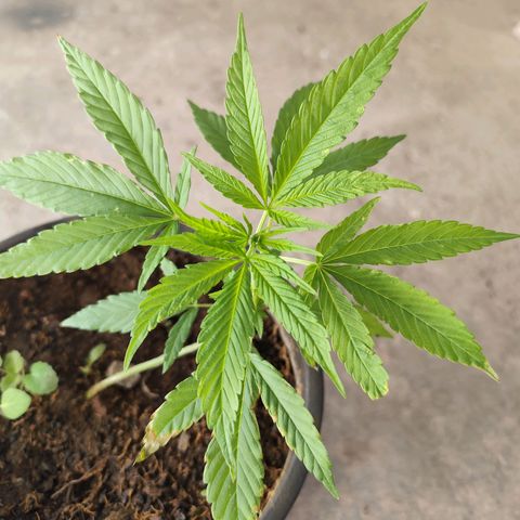 Sativa  growlog photo: Folhagens apresentam necessidade de nutrientes, que não será possível fornecer... A planta precisa resistir somente com o que tem no vaso. 
