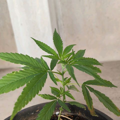 Sativa  growlog photo: Folhagens apresentam necessidade de nutrientes, que não será possível fornecer... A planta precisa resistir somente com o que tem no vaso. 