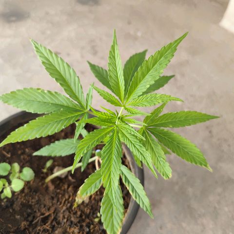 Sativa  growlog photo: Folhagens apresentam necessidade de nutrientes, que não será possível fornecer... A planta precisa resistir somente com o que tem no vaso. 