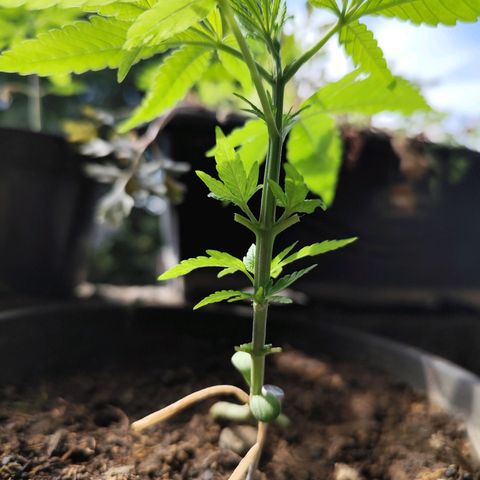 Sativa  growlog photo: Planta pós poda. 