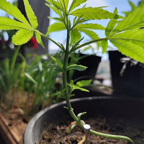 Sativa  growlog photo: Planta pós poda. 