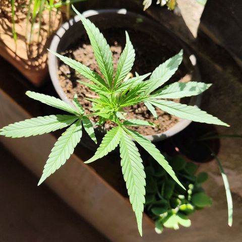 Sativa  growlog timeline photo