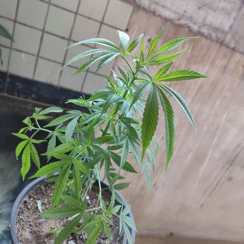 Sativa  growlog timeline photo