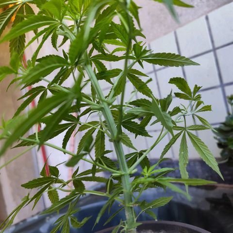 Sativa  growlog timeline photo