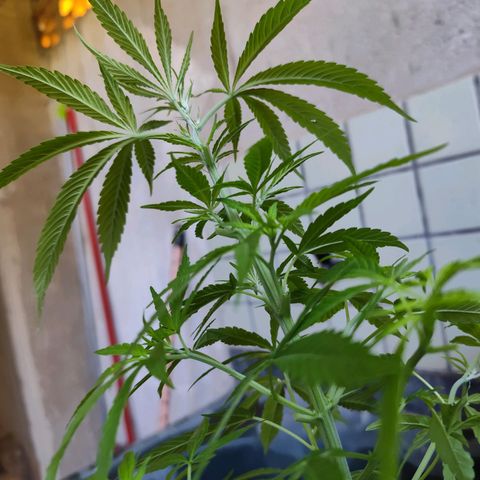 Sativa  growlog timeline photo