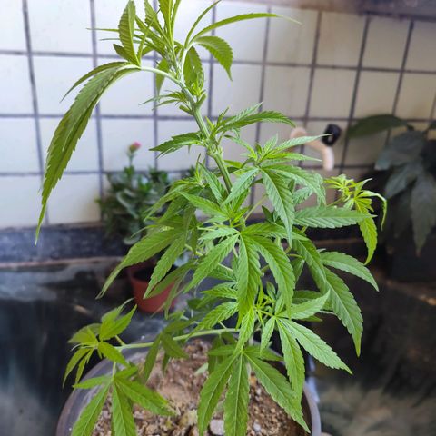 Sativa  growlog timeline photo