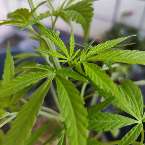 Sativa  growlog timeline photo